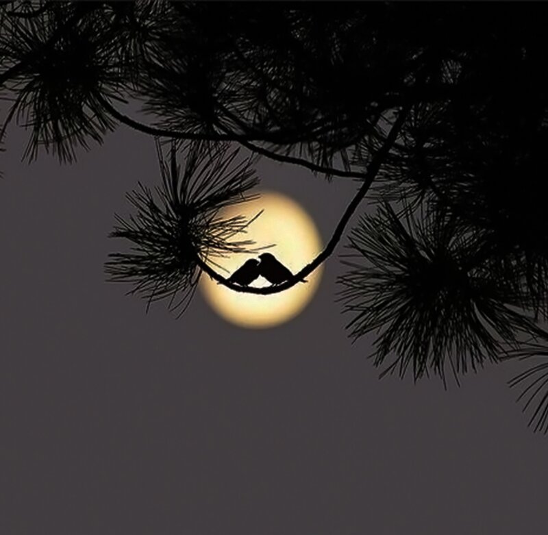 Two Birds on Branch — Black, Serene