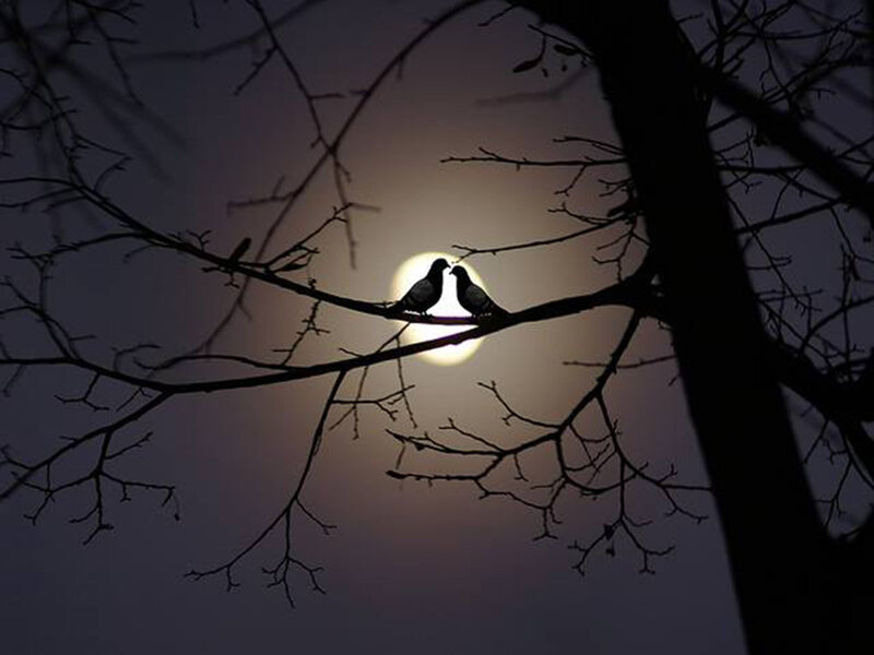 Two Birds on Branch — Black