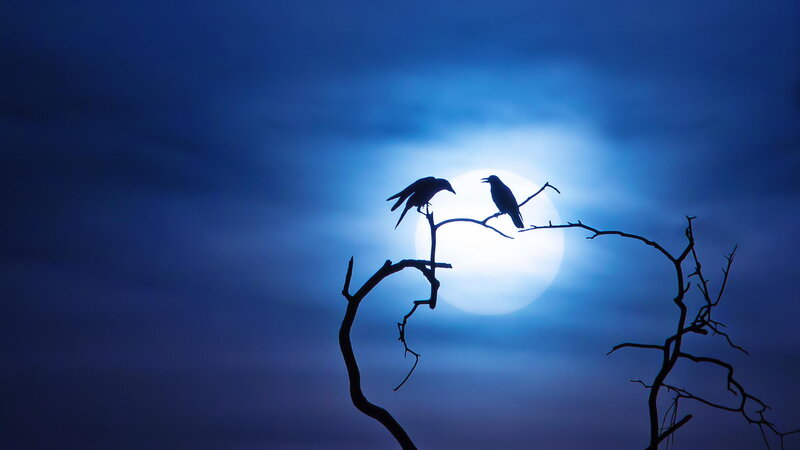 Two Birds on Branch — Blue, Dramatic