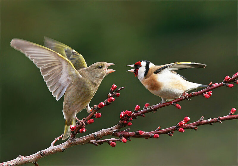 Two Birds on Branch — Brown