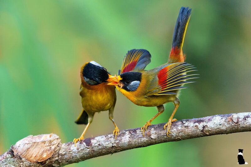 Two Birds on Branch — Green, Natural, Photograph
