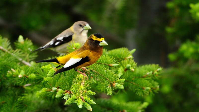 Two Birds on Branch — Green, Natural, Spring