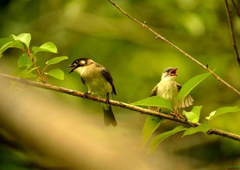 Two Birds on Branch — Green, Natural