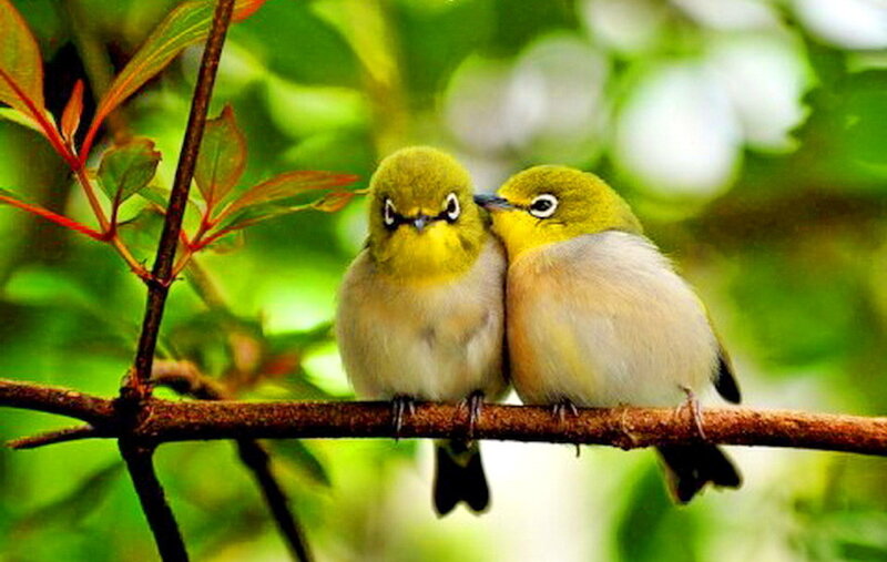 Two Birds on Branch — Green, Peaceful