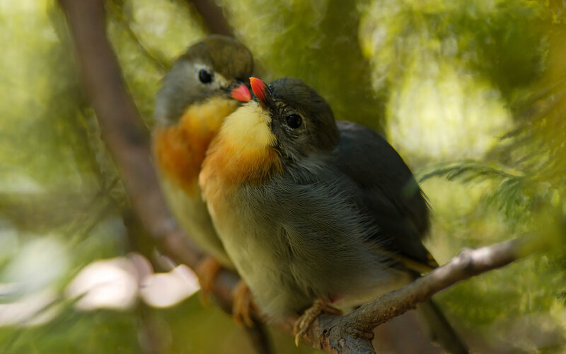 Two Birds on Branch — Green