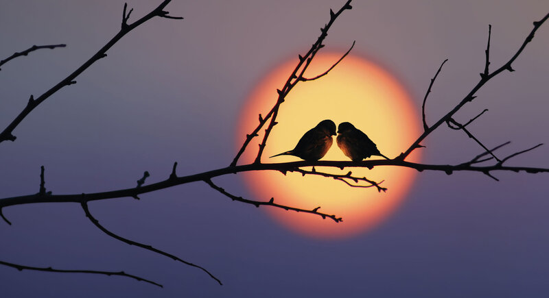 Two Birds on Branch — Orange, Serene, Sunset