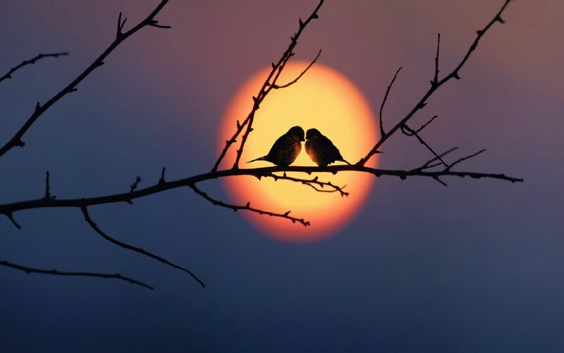 Two Birds on Branch — Orange, Serene