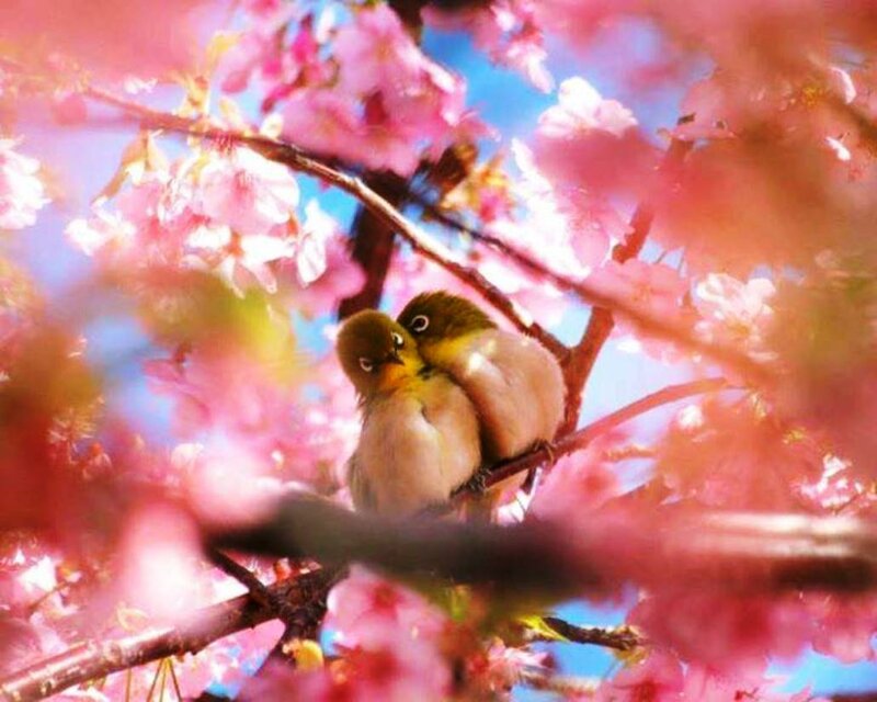 Two Birds on Branch — Pink