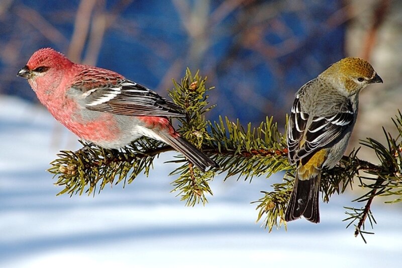 Two Birds on Branch — Red