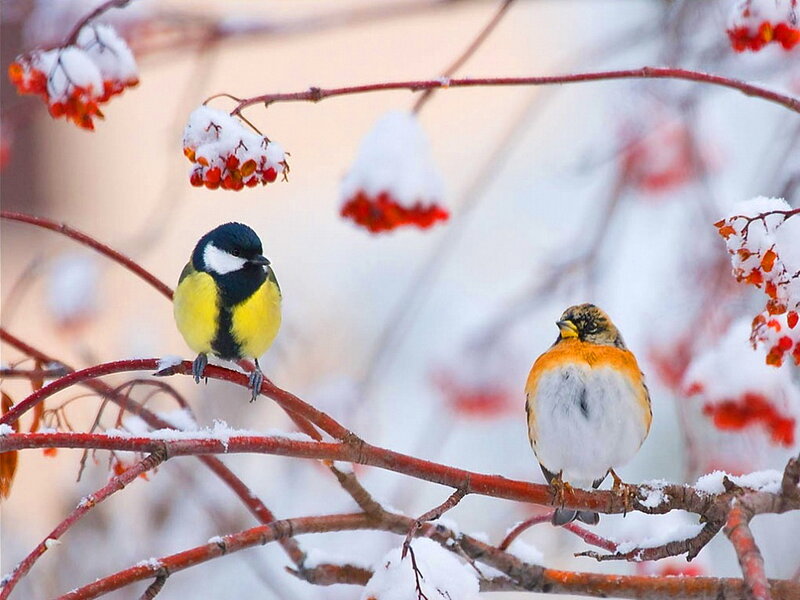 Two Birds on Branch — White, Calm