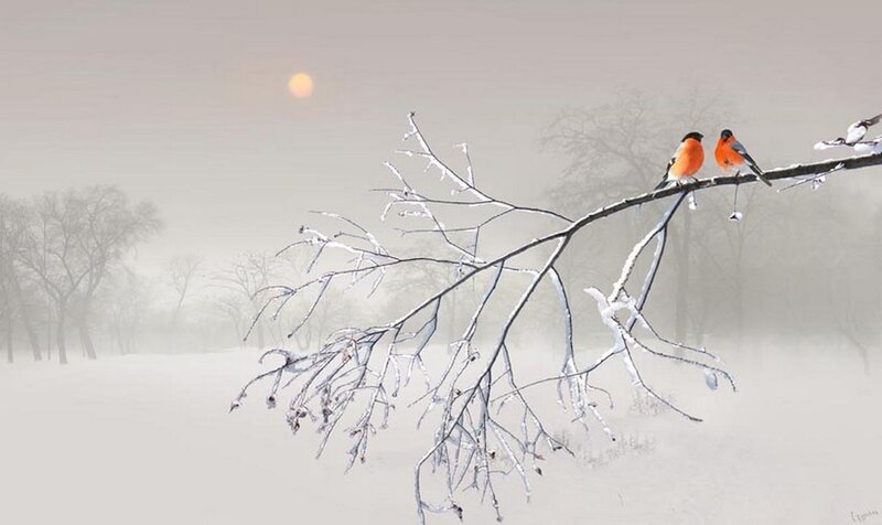 Two Birds on Branch — White