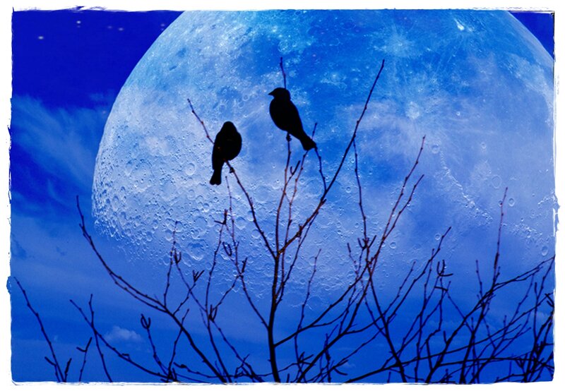 Two Birds on Branches — Blue