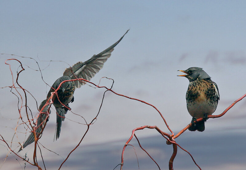 Two Birds on Branches — Gray