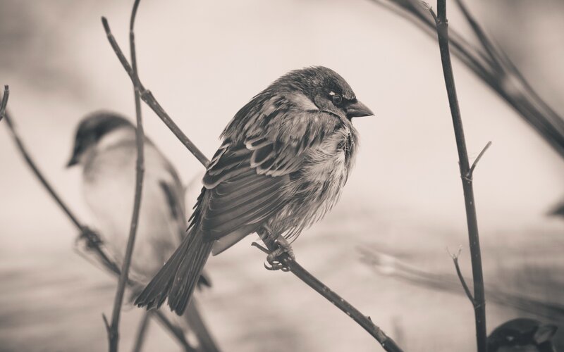 two birds on branches