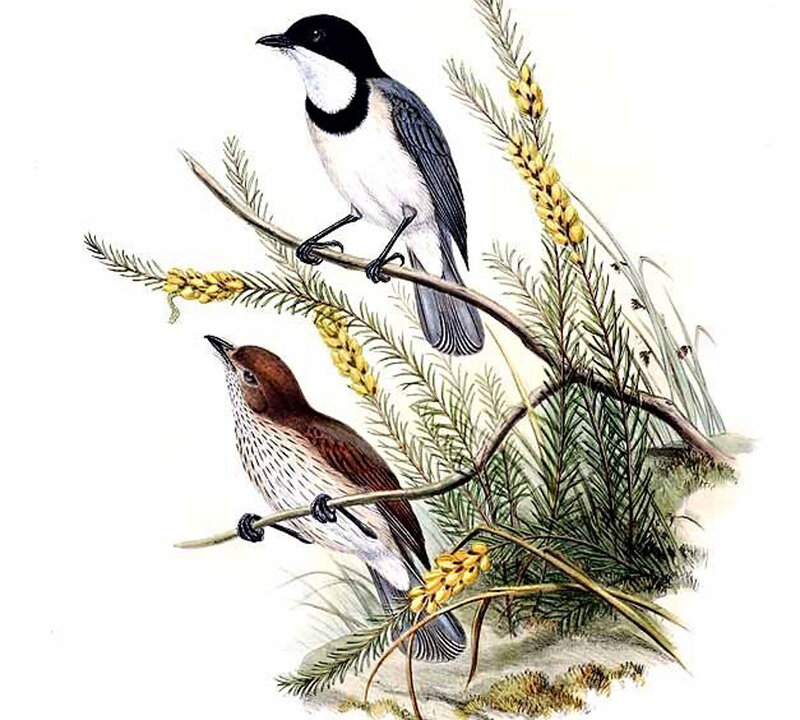 Two Birds on Branches — White, Calm