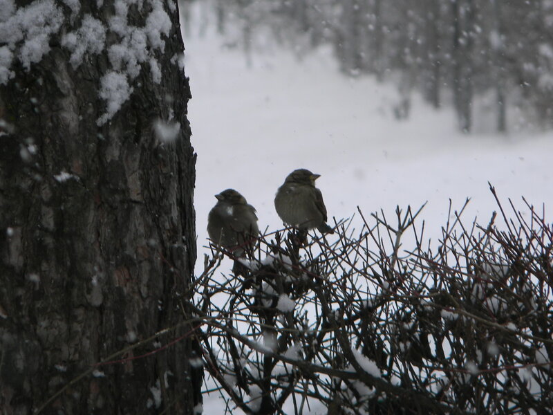 Two Birds on Bush