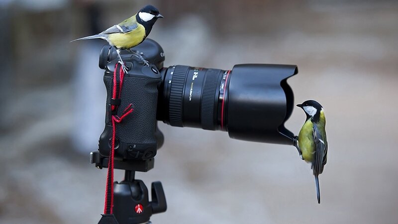 Two Birds on Camera — Black, Calm, Photograph, Tripod, Bird