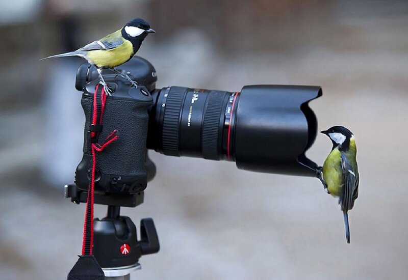 Two Birds on Camera — Black