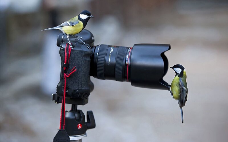 Two Birds on Camera