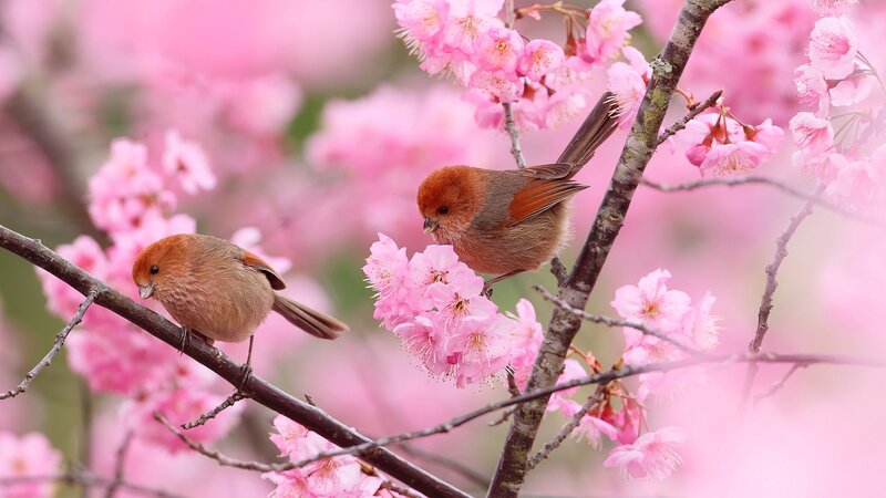 Two Birds on Cherry Blossoms — Pink, Serene