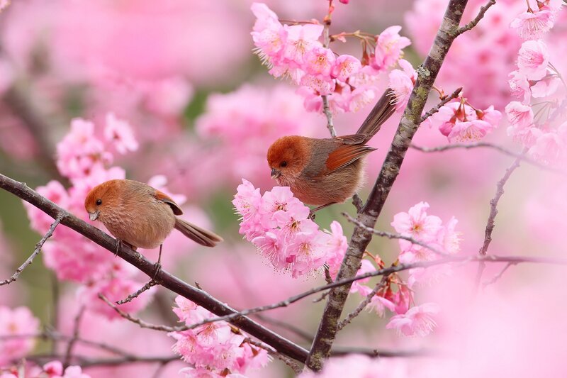 Two Birds on Cherry Blossoms — Pink