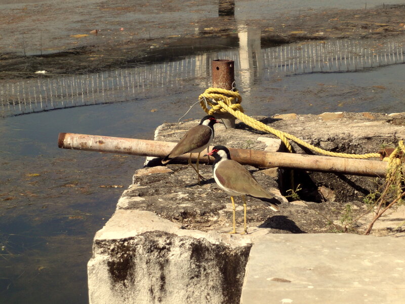 Two Birds on Concrete