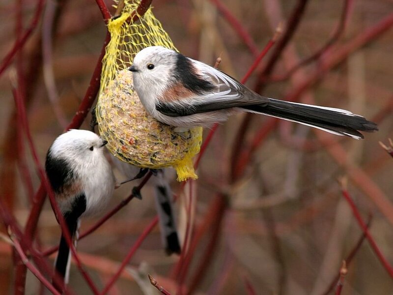 Two Birds on Feeder