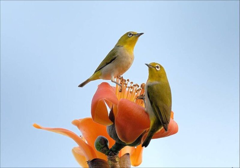 Two Birds on Flower — Blue