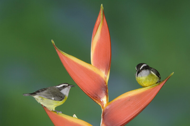 Two Birds on Flower — Red