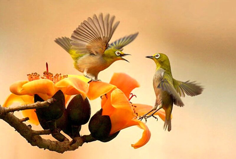 Two Birds on Flower