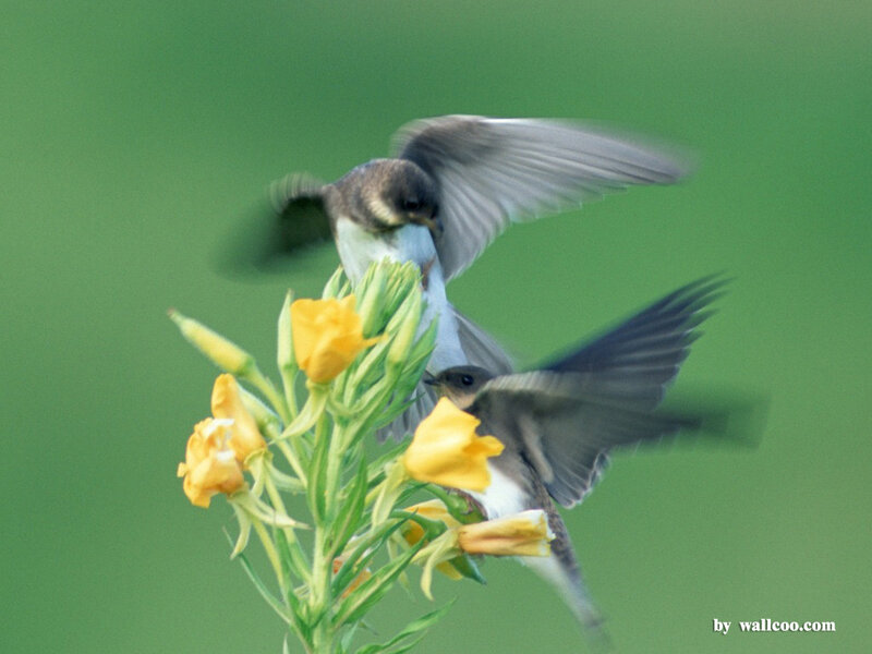 Two Birds on Flowers — Green