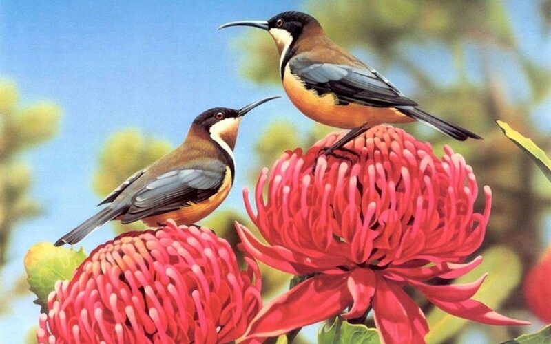 Two Birds on Flowers — Red, Serene, Afternoon