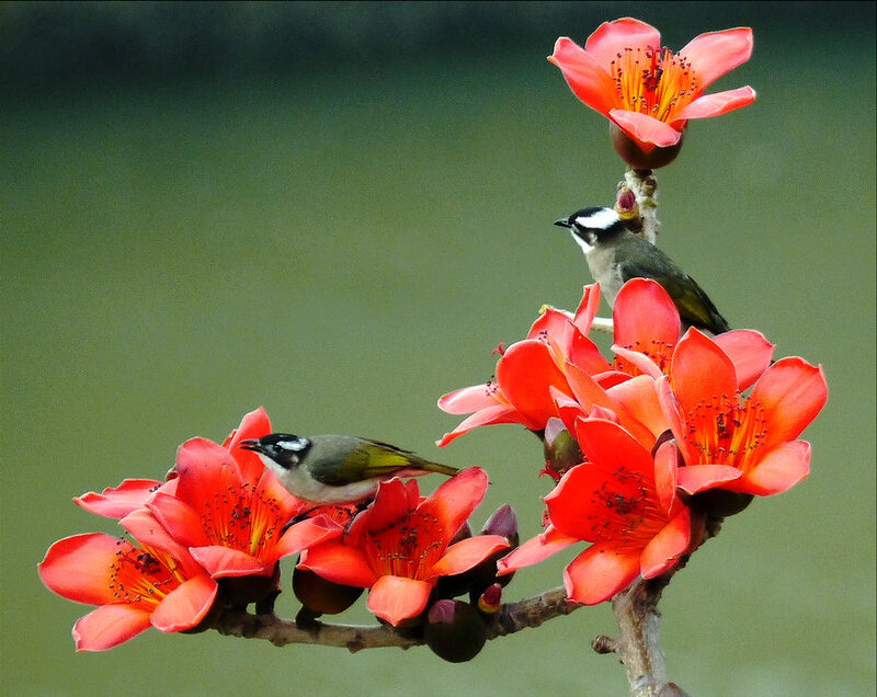 Two Birds on Flowers — Red