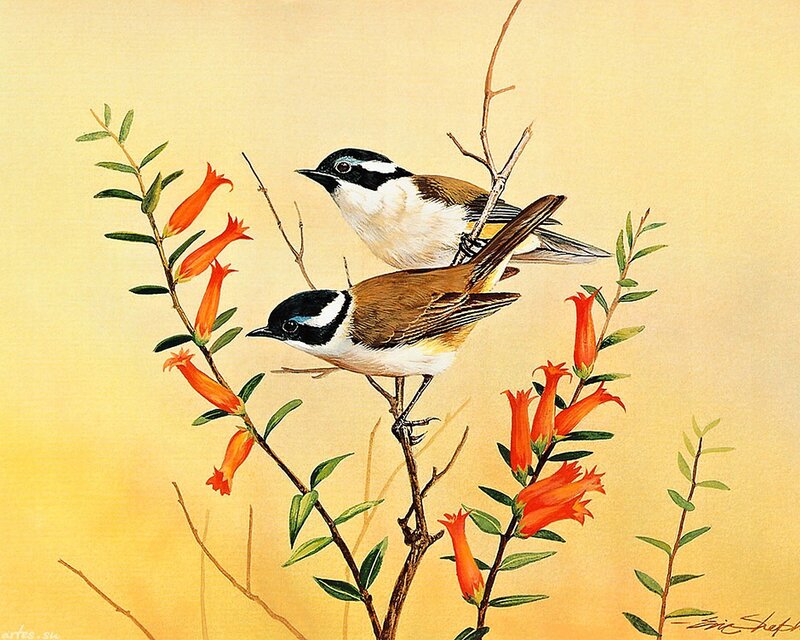 Two Birds on Flowers — Yellow, Serene