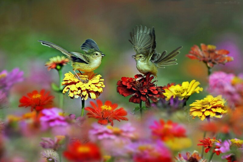 Two Birds on Flowers — Yellow, Vibrant