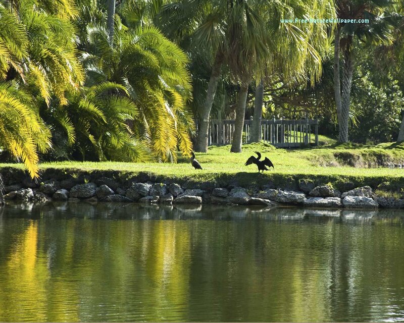 Two Birds on Grass