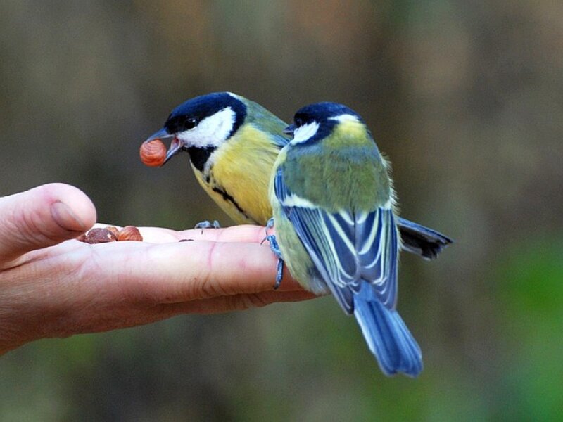 Two Birds on Hand