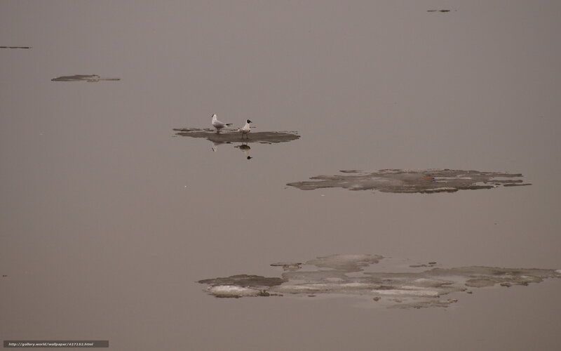 Two birds on ice floes