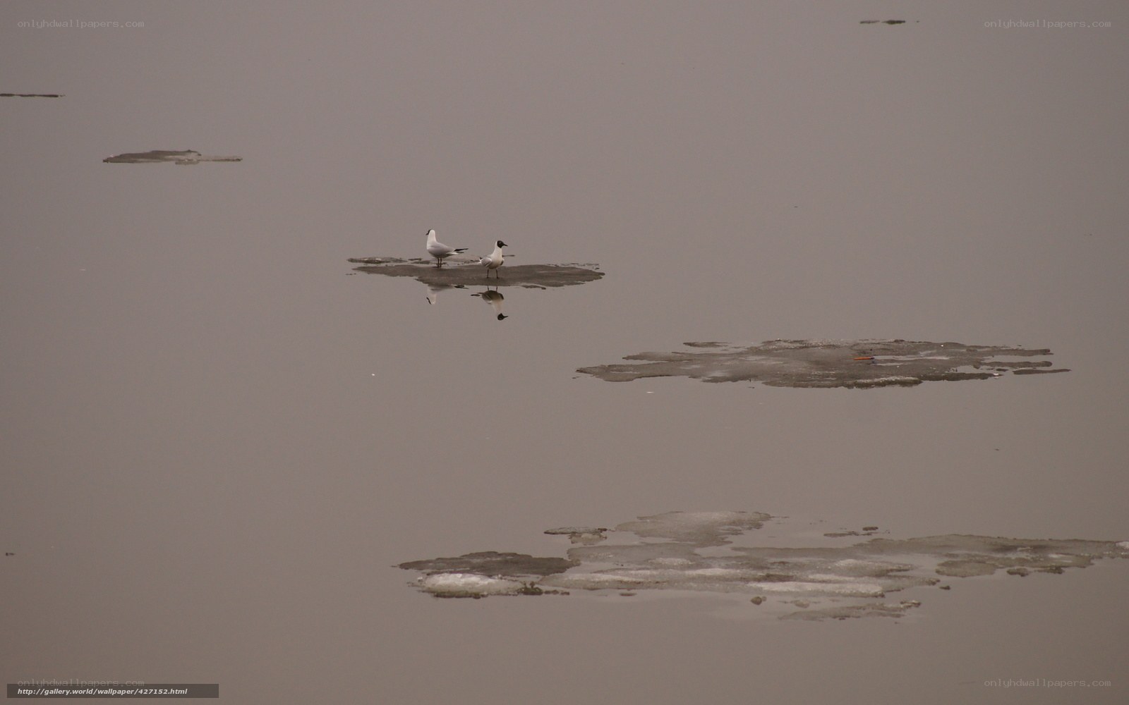 Two birds on ice floes