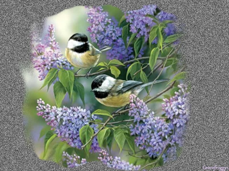 Two Birds on Lilac — Purple, Serene, Spring, Illustration
