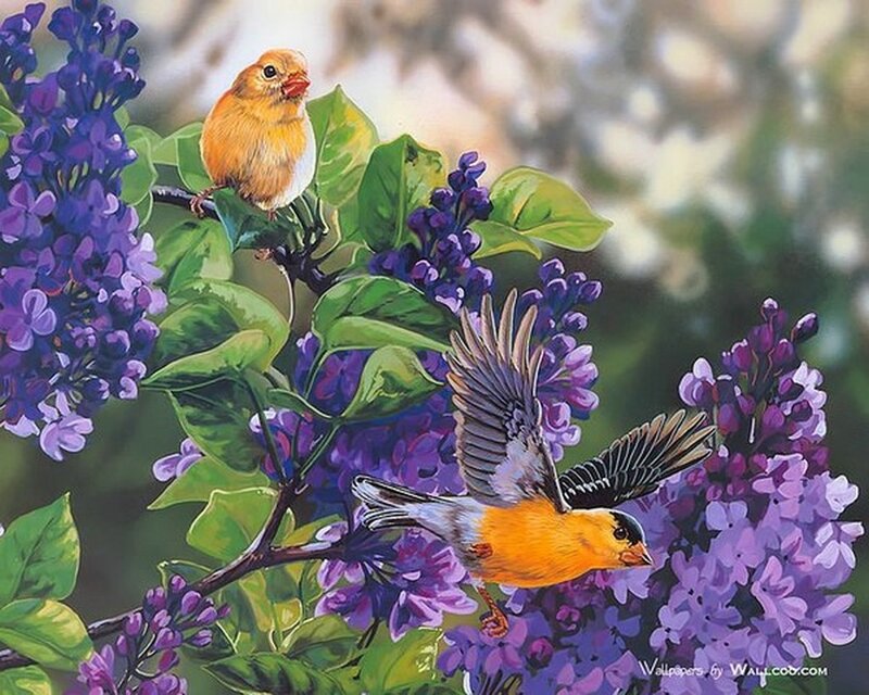 Two Birds on Lilac — Purple, Serene, Spring, Painting