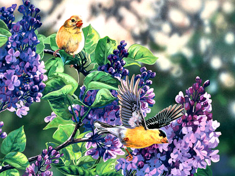 Two Birds on Lilac — Purple, Serene, Spring