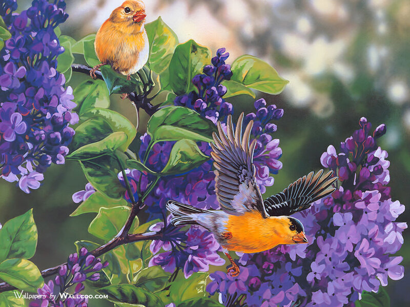 Two Birds on Lilac — Purple