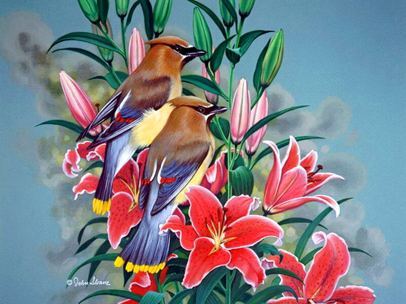 Two Birds on Lilies