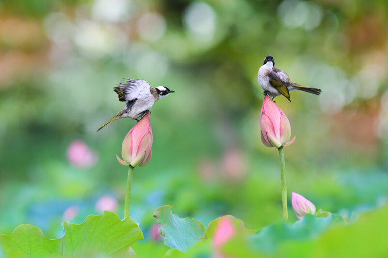 Two Birds on Lotus Buds