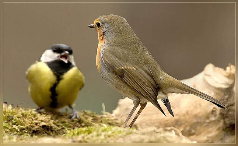 Two Birds on Moss — Brown
