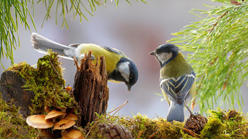 Two Birds on Moss — Green