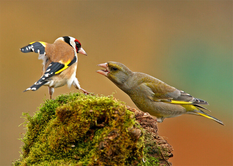 Two Birds on Moss