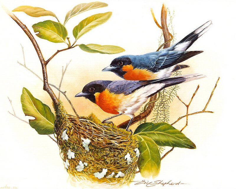 Two Birds on Nest