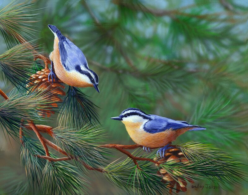 Two Birds on Pine Branch — Green